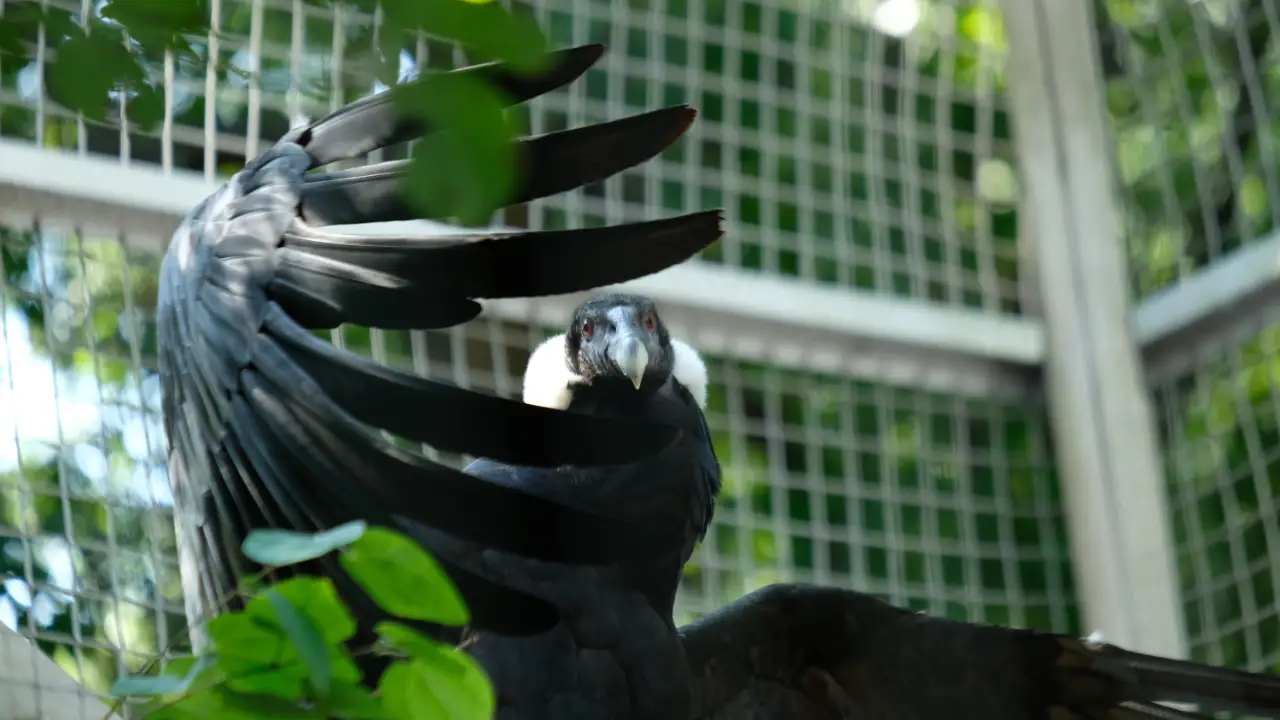 Animal Planet - The Zoo