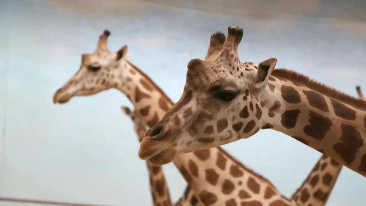 The Zoo