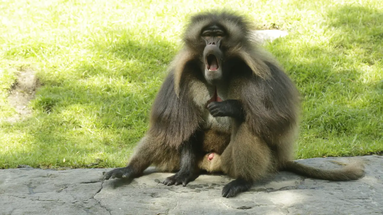 Animal Planet - The Zoo