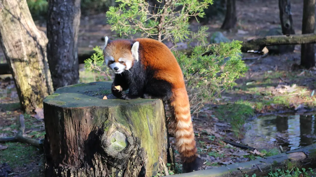 Animal Planet - The Zoo