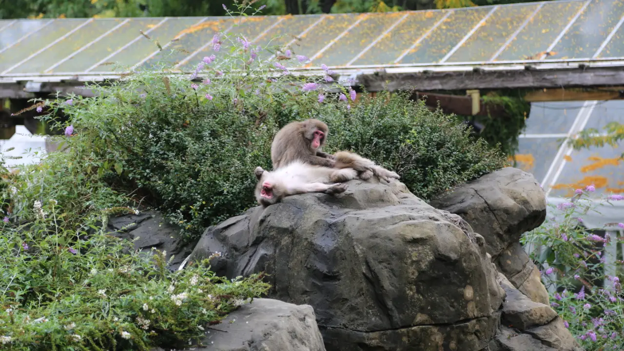 Animal Planet - The Zoo