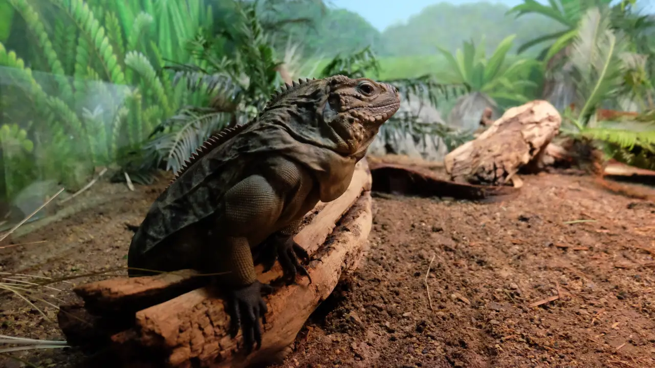Animal Planet - The Zoo
