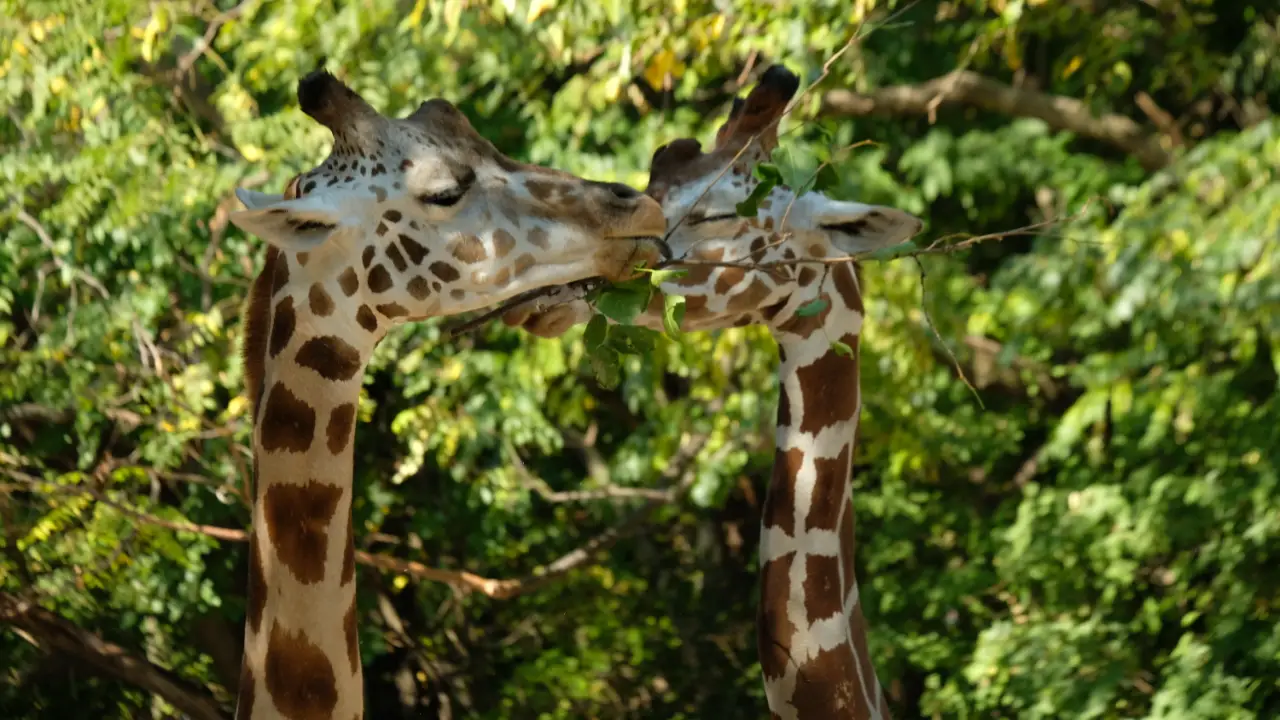 Animal Planet - The Zoo