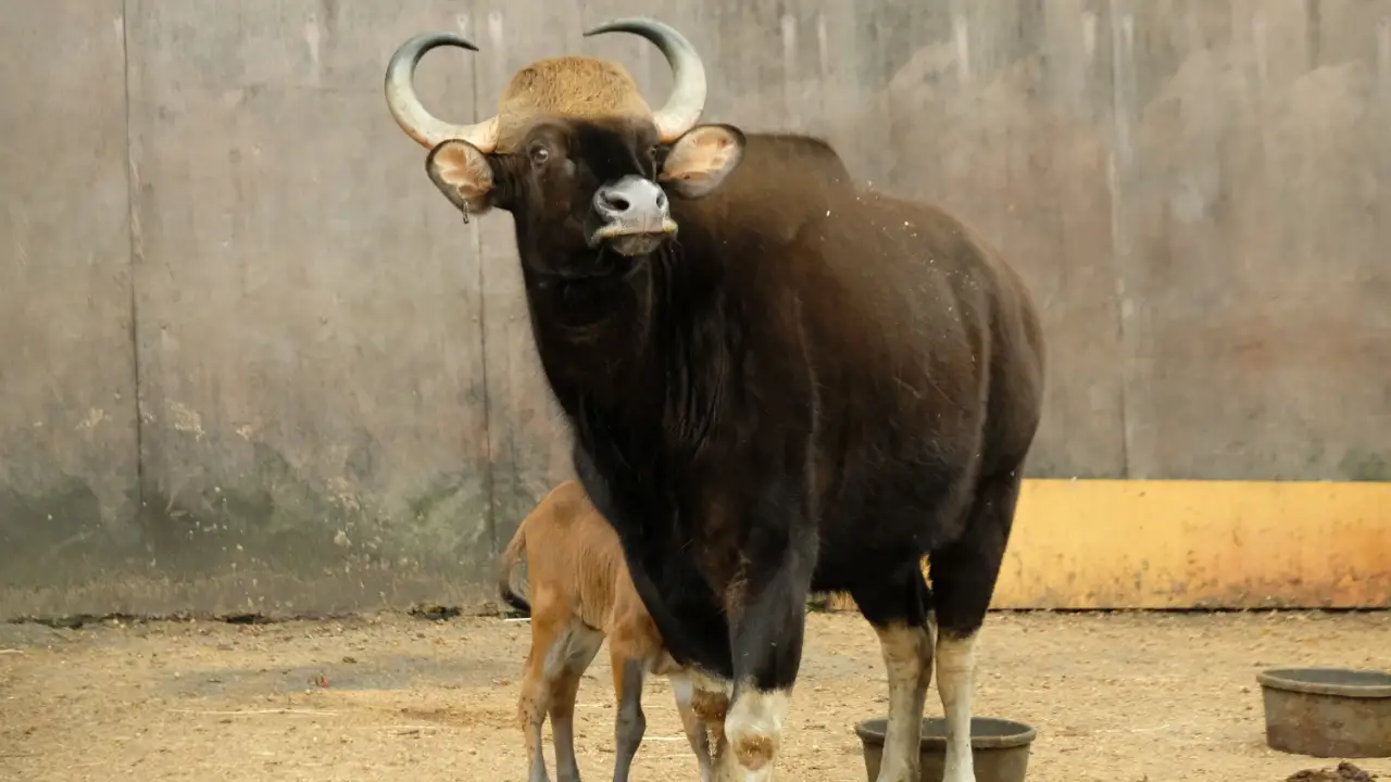 Animal Planet - The Zoo