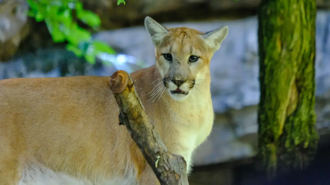 Animal Planet - The Zoo