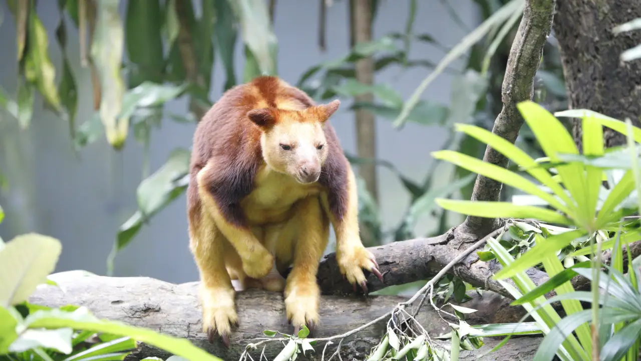 Animal Planet - The Zoo: San Diego