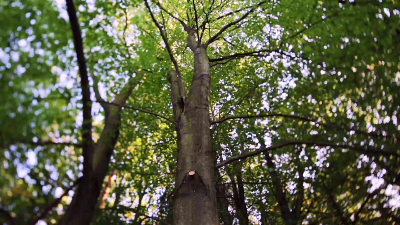 Animal Planet - Treehouse Masters