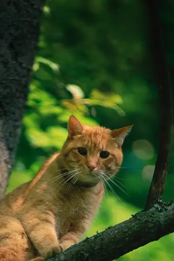 Bild från filmen Treetop Cat Rescue