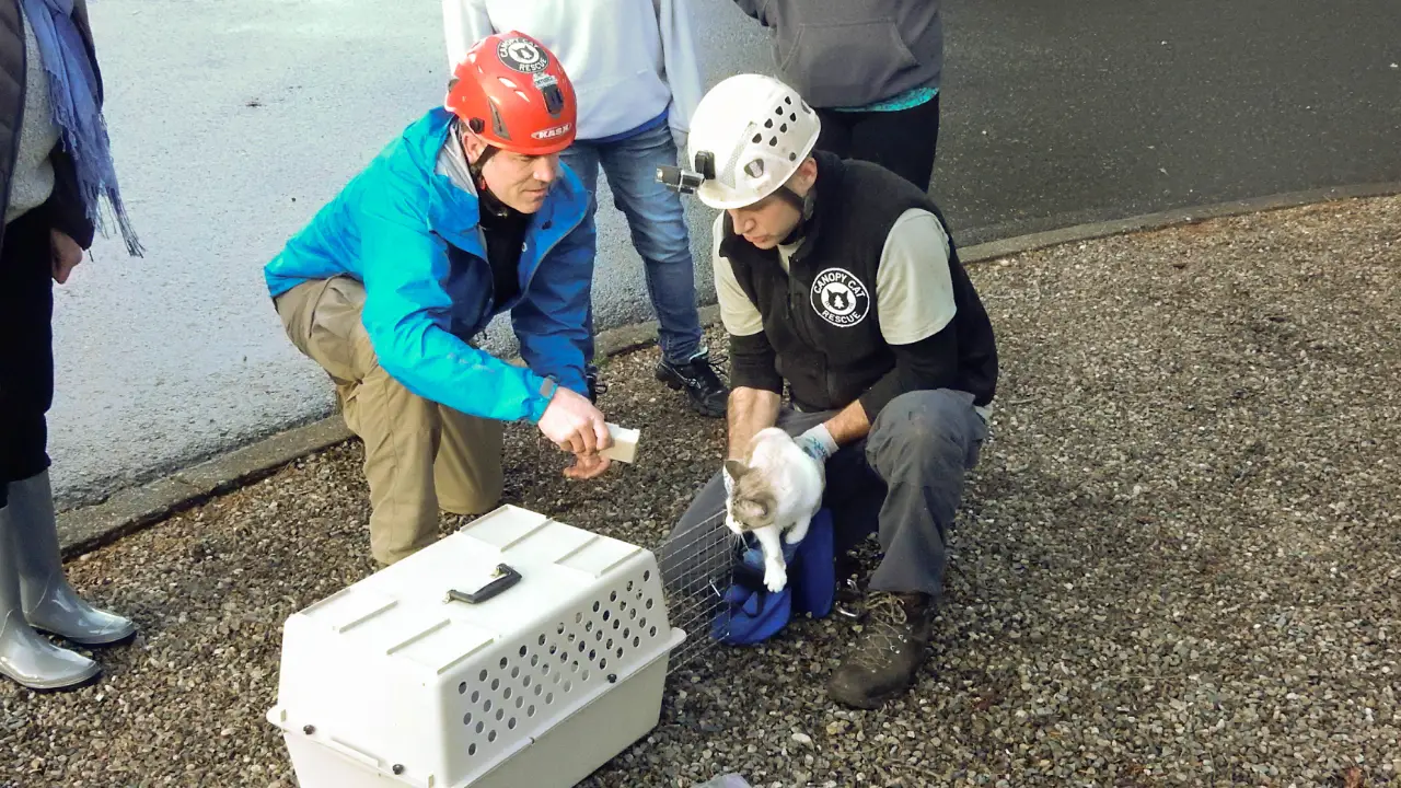 Animal Planet - Treetop Cat Rescue