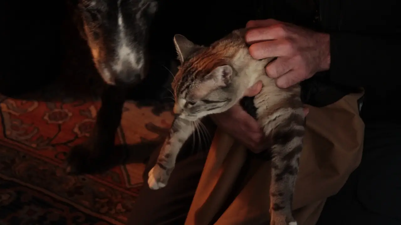 Animal Planet - Treetop Cat Rescue