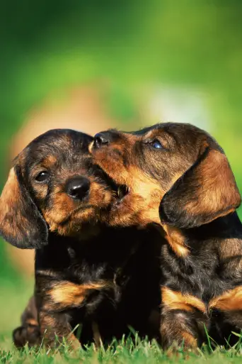 Bild från filmen We Love Puppies
