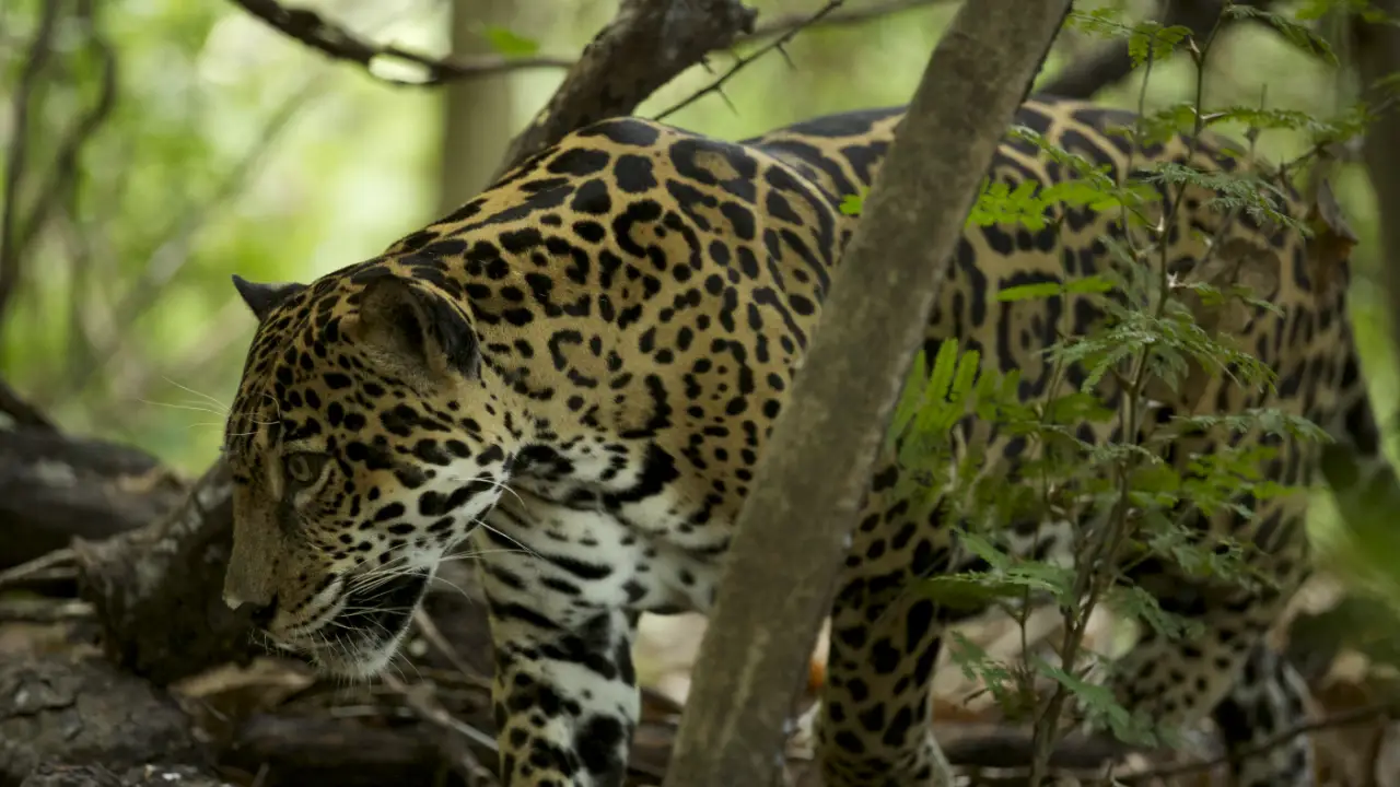 Wild Costa Rica