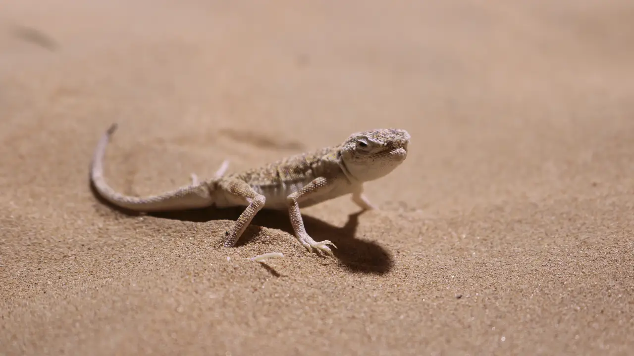 Animal Planet - Wild Dubai