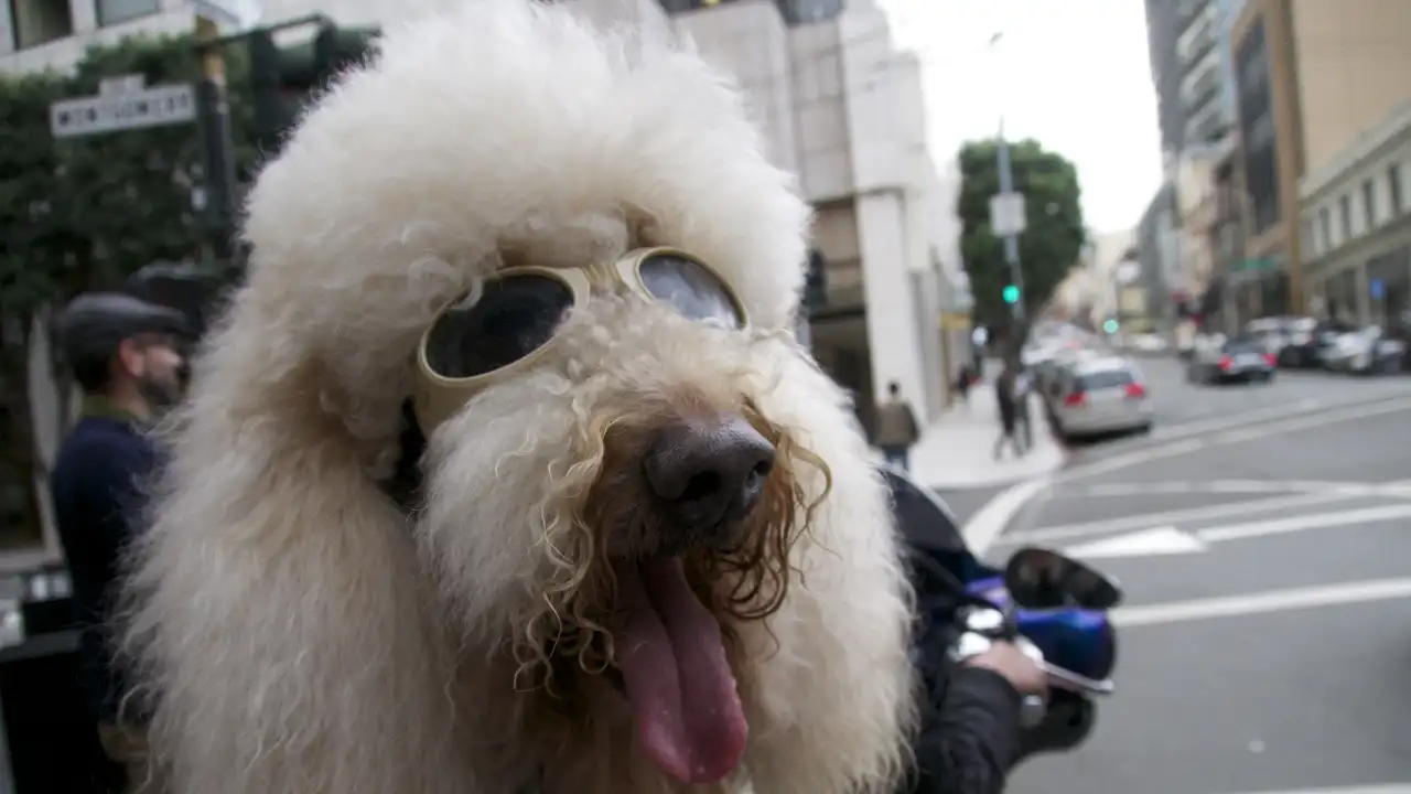 Animal Planet - Dogs: The Untold Story