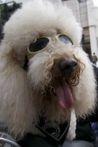 Bild från filmen Dogs: The Untold Story