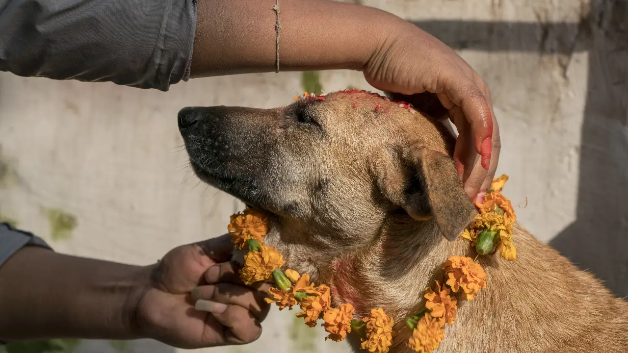 Animal Planet - Dogs: The Untold Story