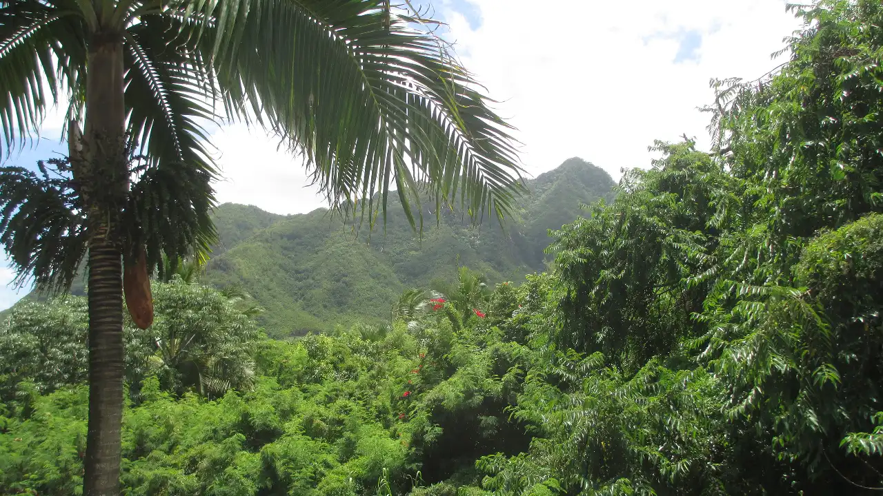 TV 11 - Hawaii Life