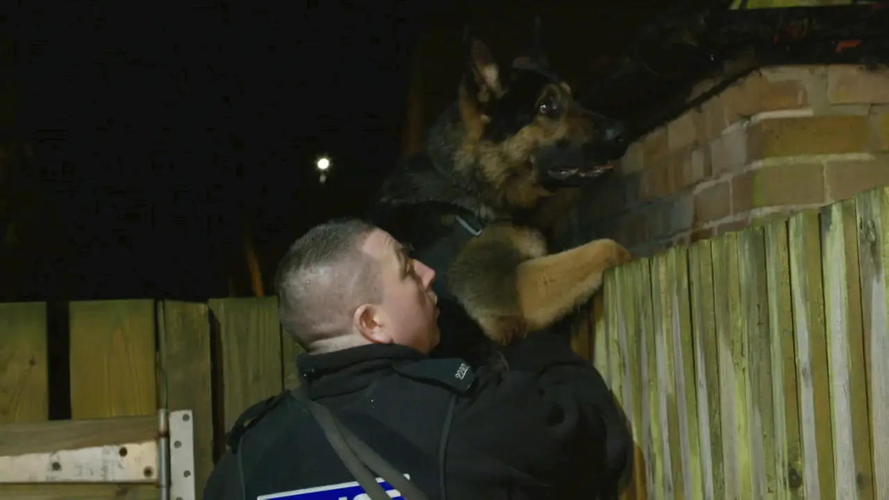 Investigation Discovery - Dog Detectives