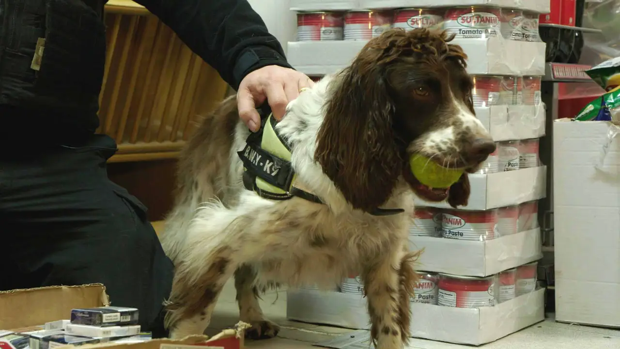 Investigation Discovery - Dog Detectives