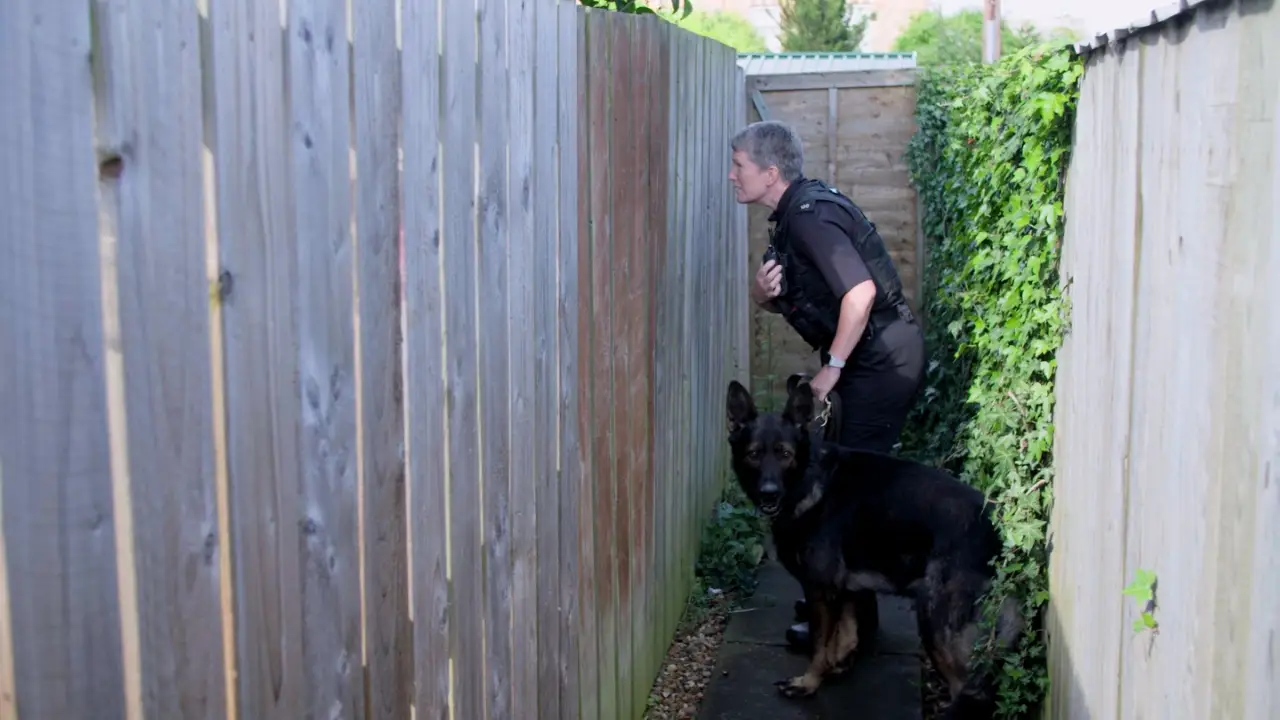 Dog Detectives