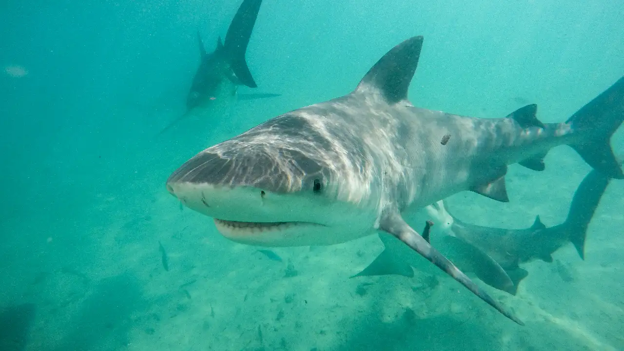 Animal Planet - Jungle Shark