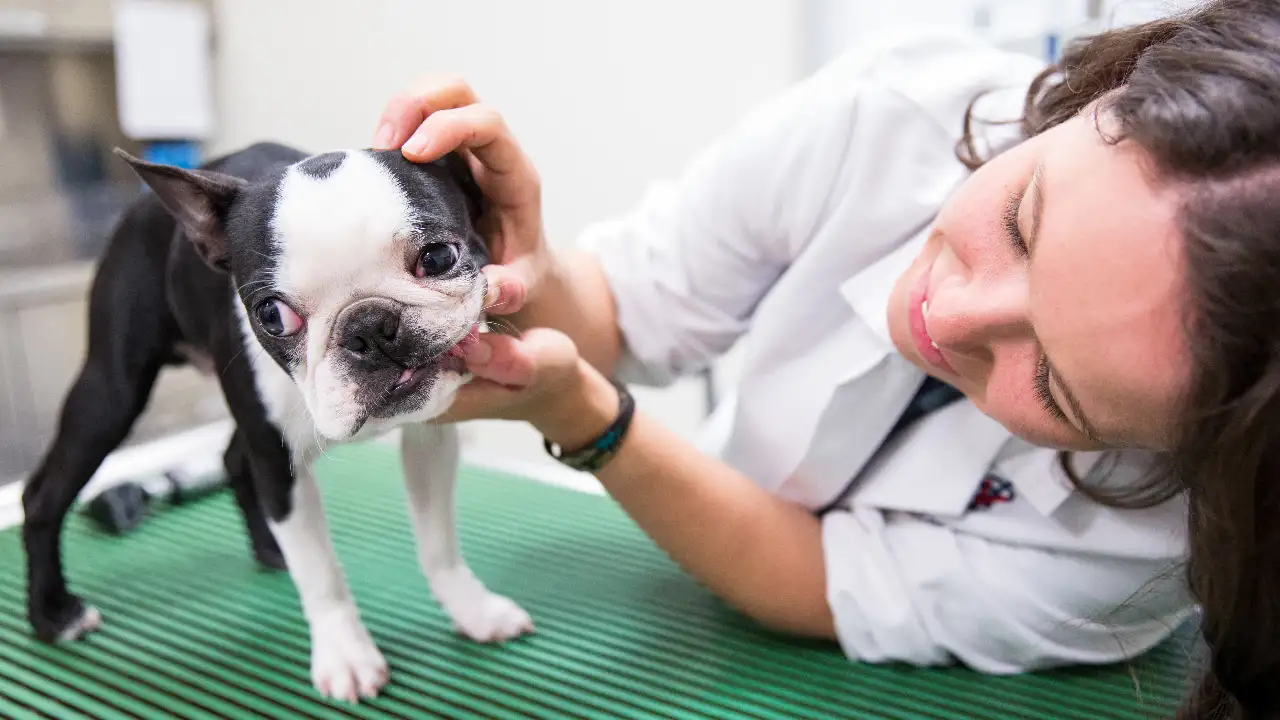Life at Vet University