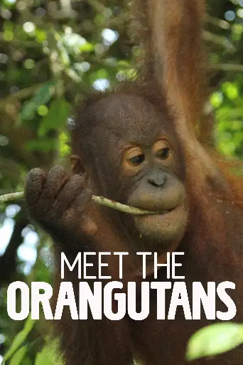 Bild från filmen Meet The Orangutans