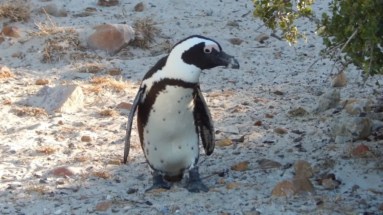 Meet The Penguins