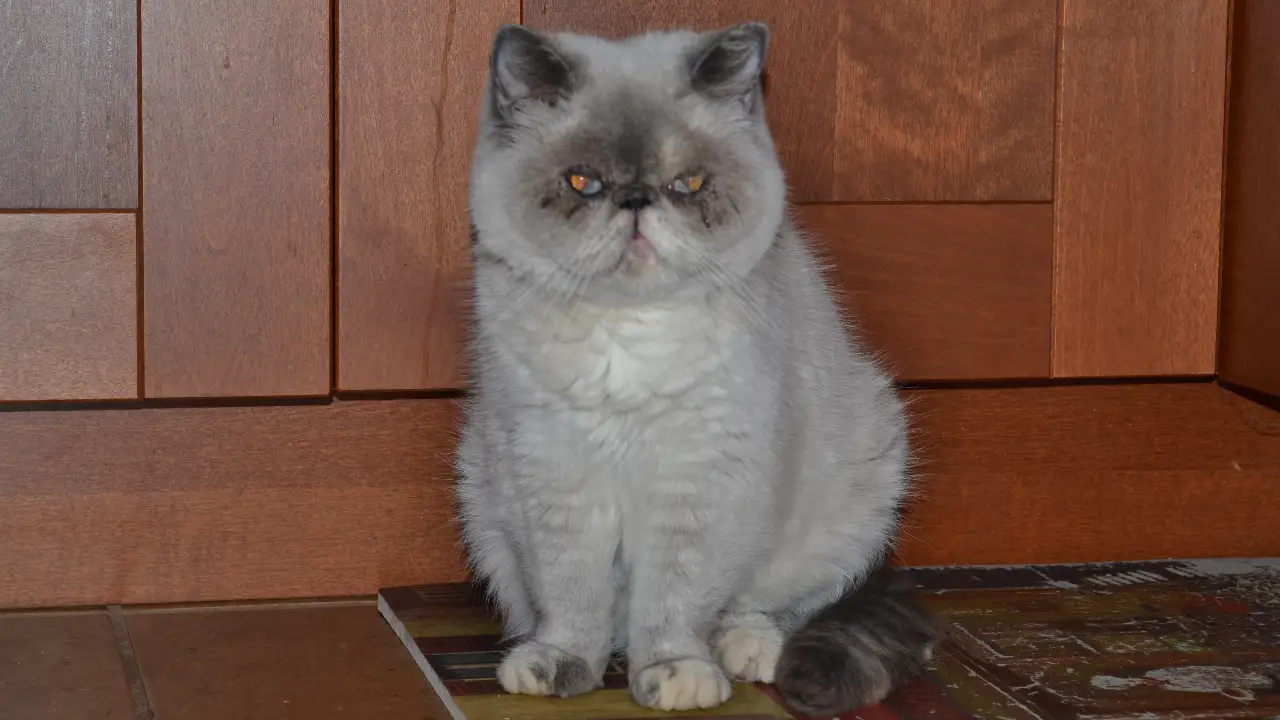 My Cat From Hell