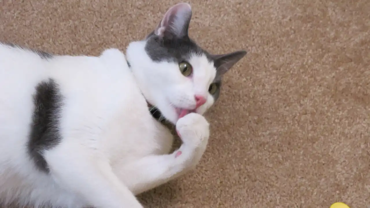 Animal Planet - My Cat From Hell