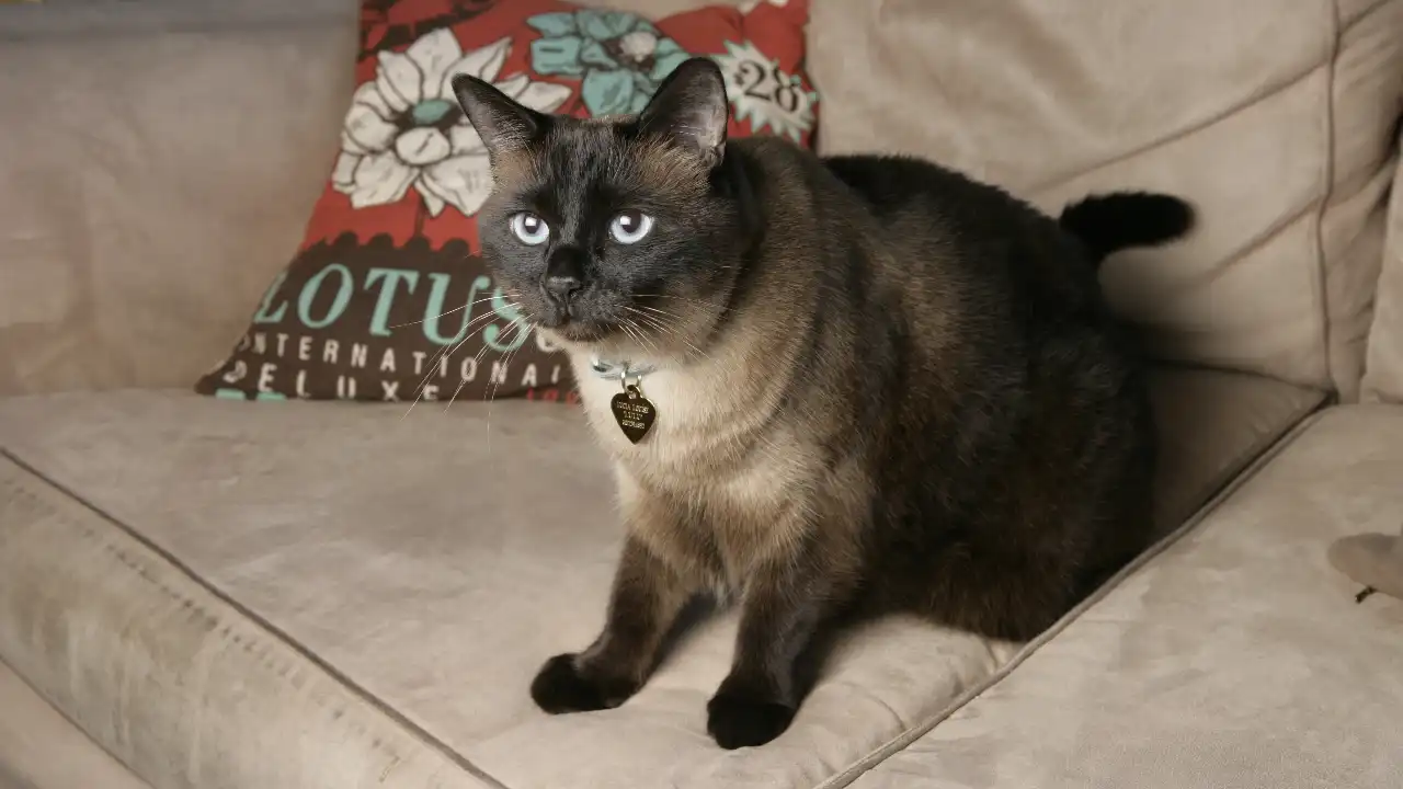 Animal Planet - My Cat From Hell