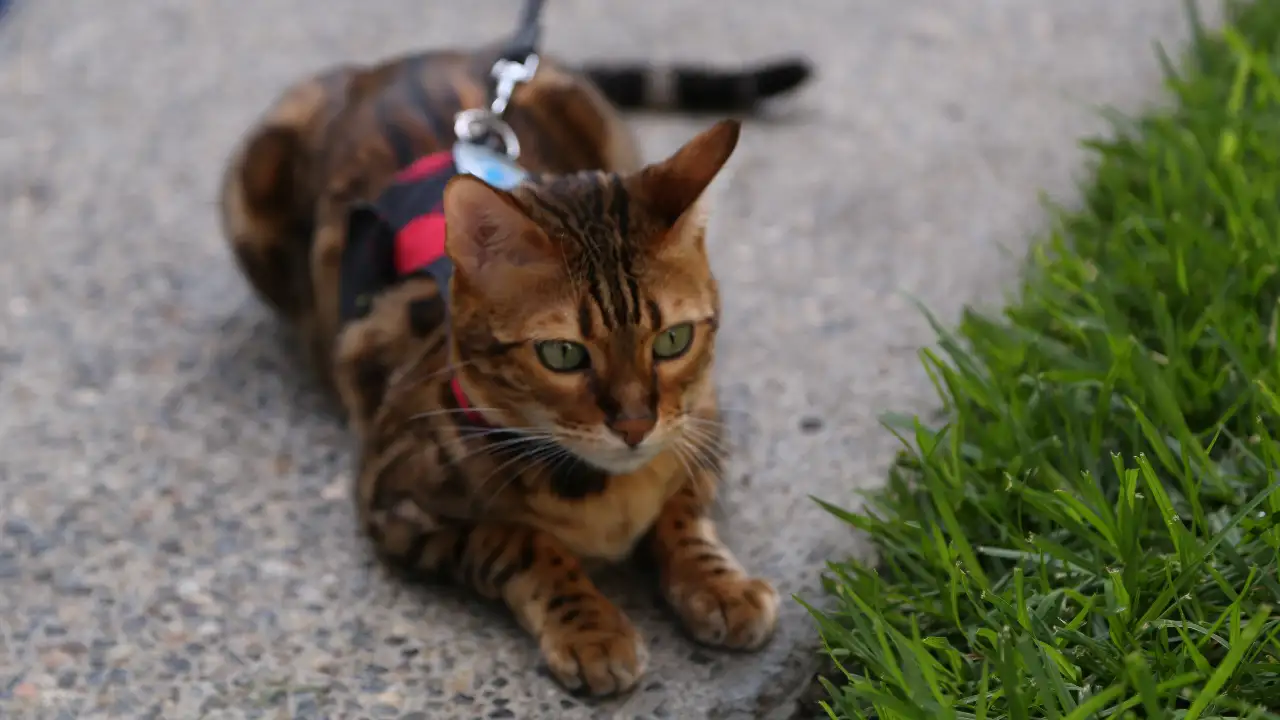 Animal Planet - My Cat From Hell