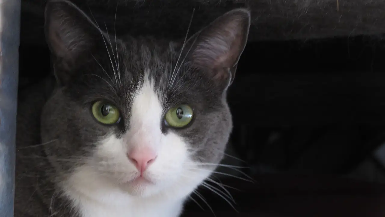 Animal Planet - My Cat From Hell
