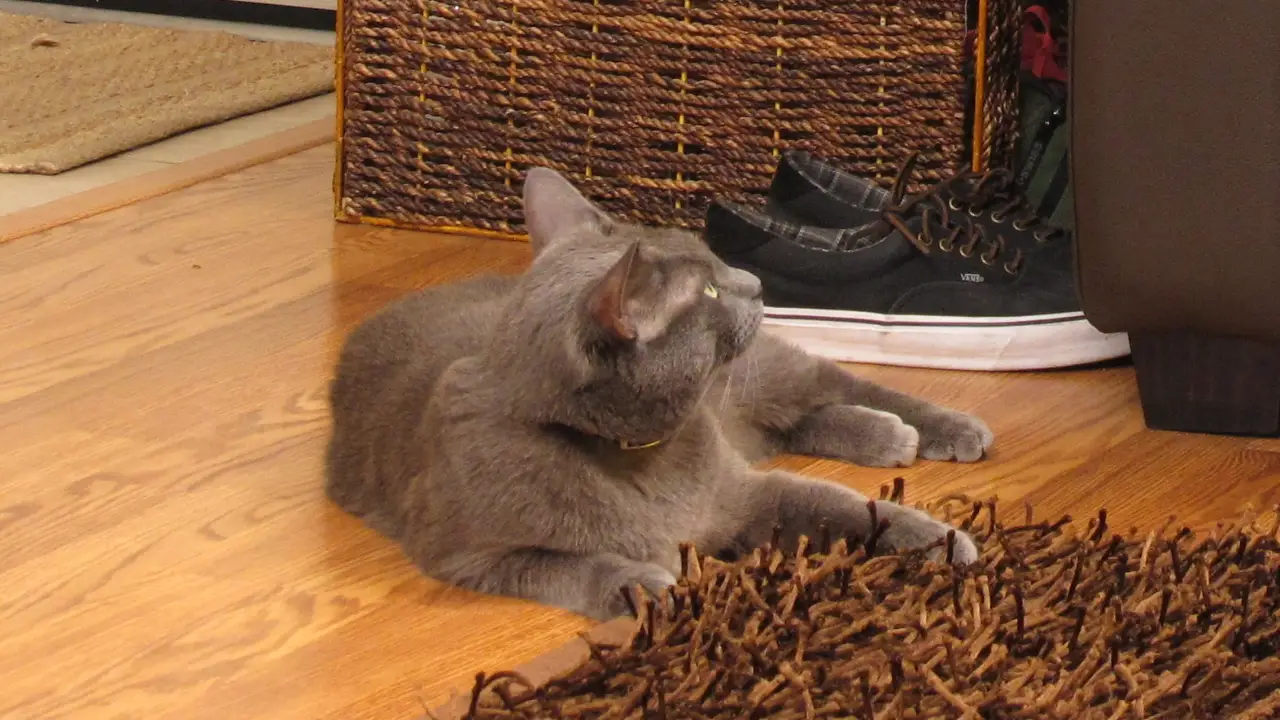 My Cat From Hell
