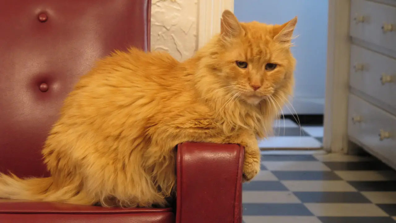 Animal Planet - My Cat From Hell