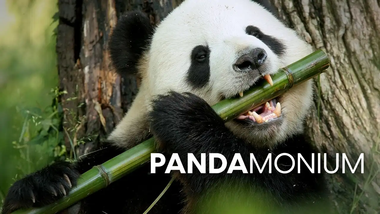 Animal Planet - Pandamonium