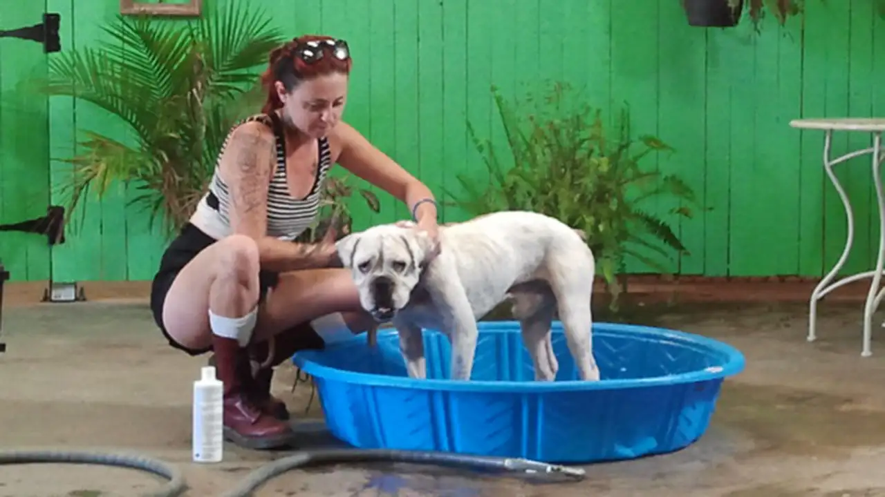 Pit Bulls & Parolees