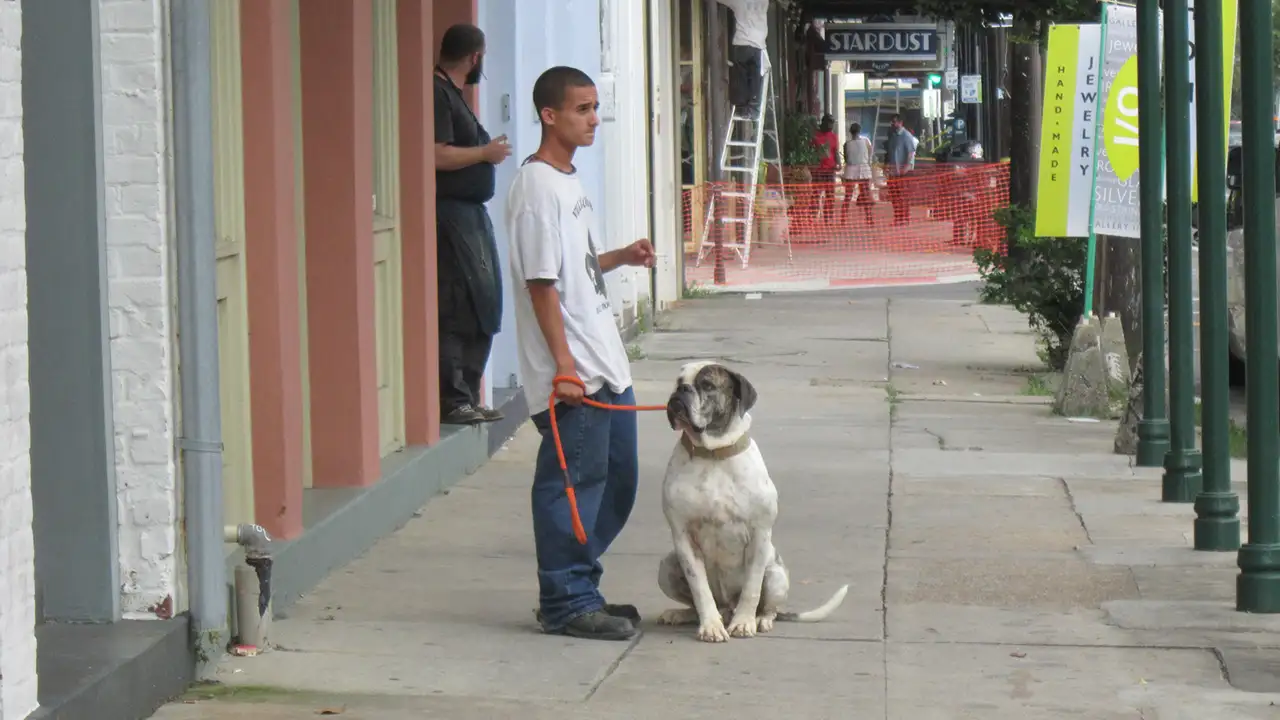 Pit Bulls & Parolees