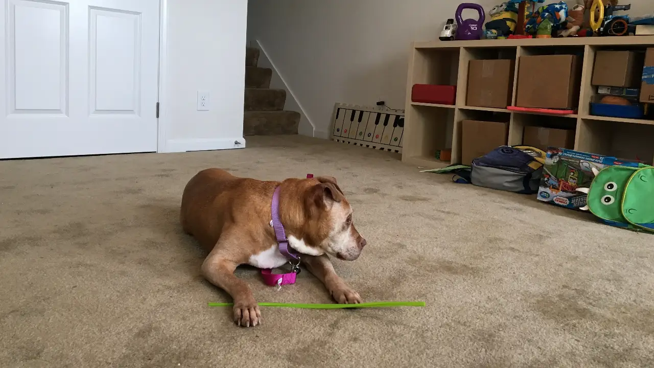 Pit Bulls & Parolees
