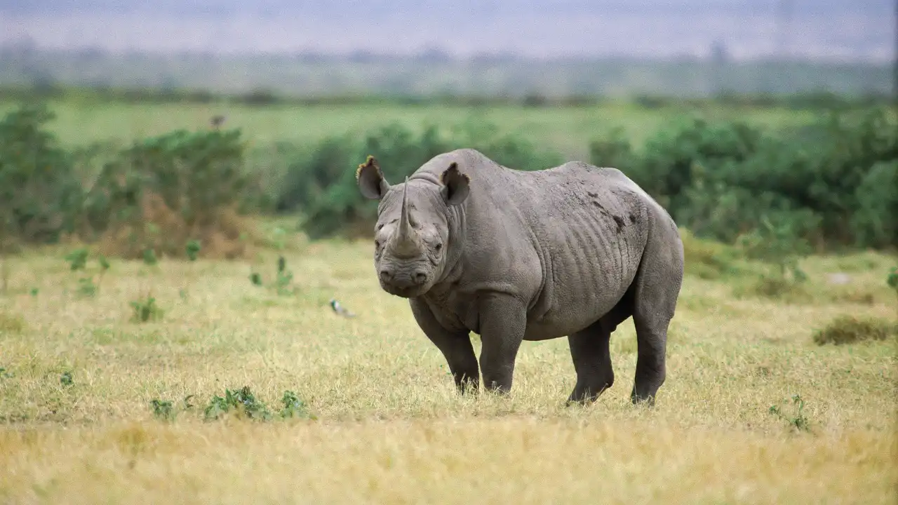 Animal Planet - Saba And The Rhino's Secret