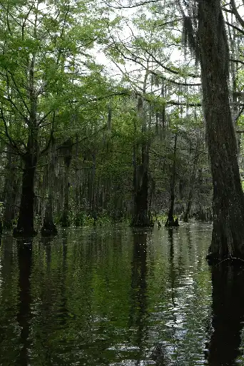 Bild från filmen Swamp Murders