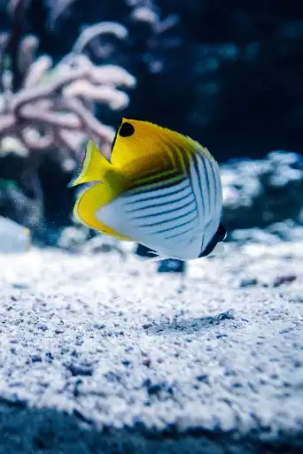 Bild från filmen Tanked