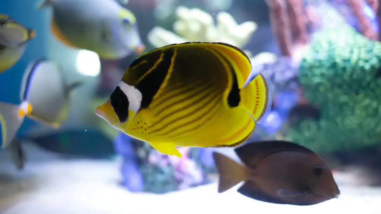 Tanked