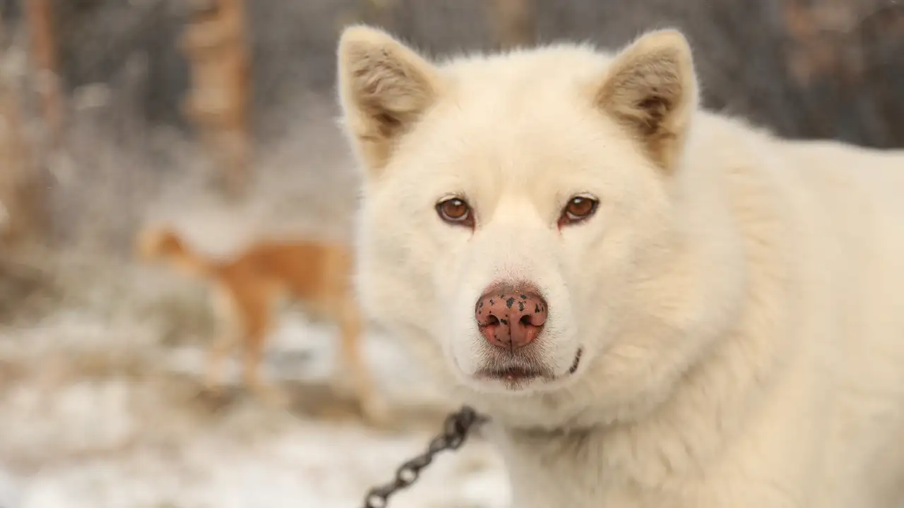 Discovery Channel - The Last Alaskans
