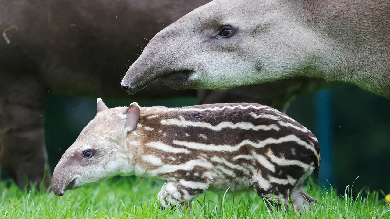 The Zoo