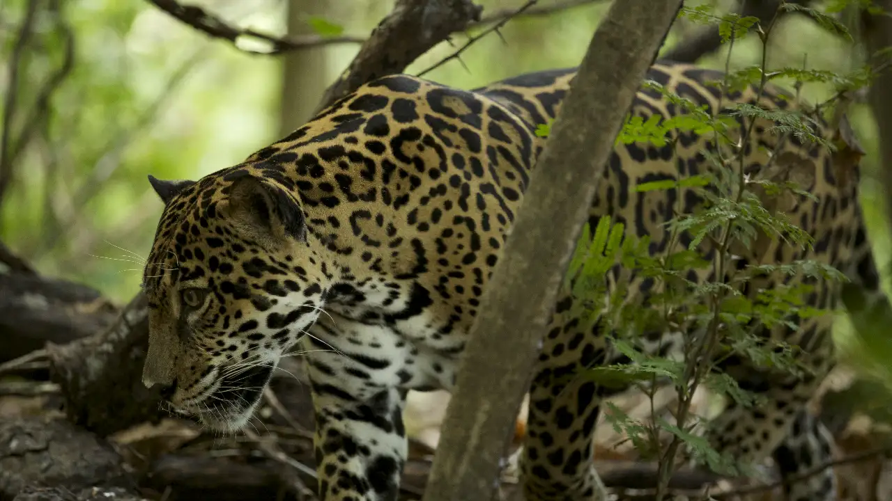 Animal Planet - Wild Costa Rica