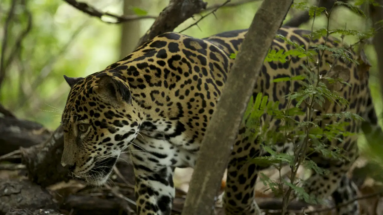Animal Planet - Wild Costa Rica
