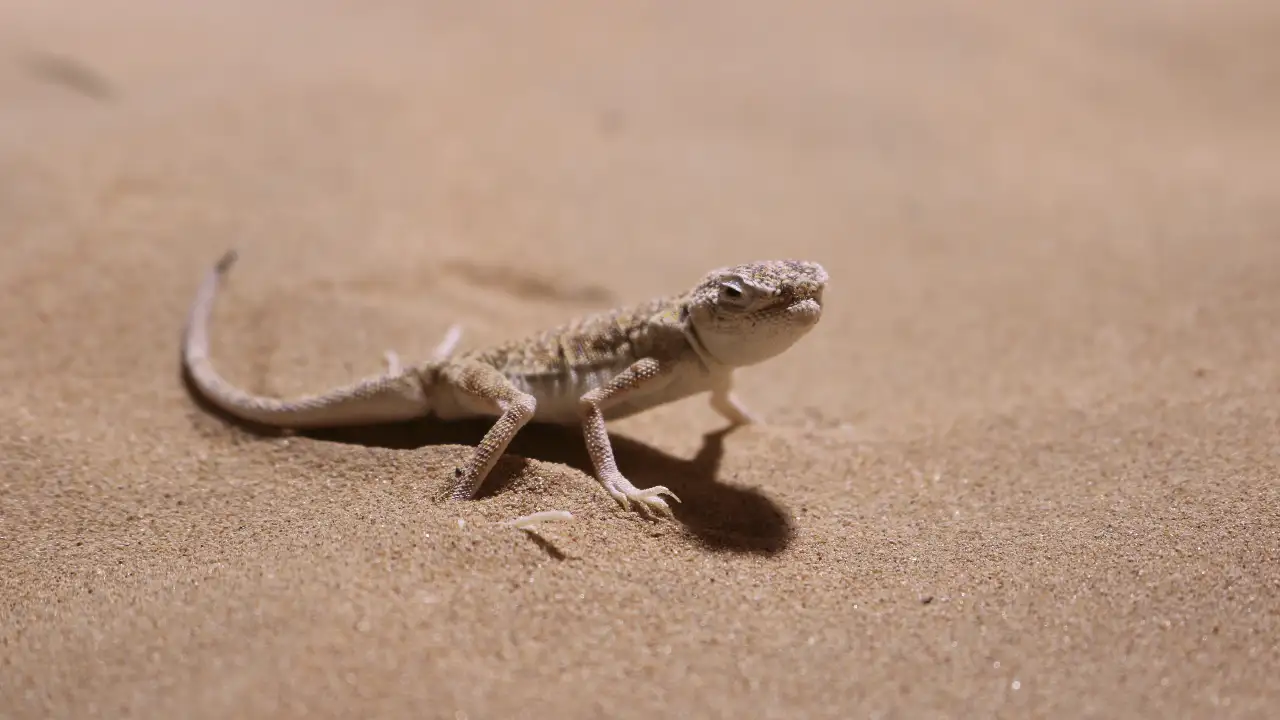 Wild Dubai