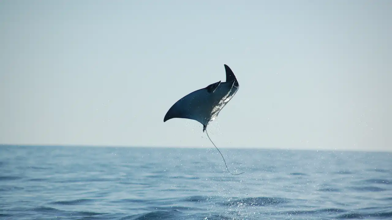 Animal Planet - Wild Mexico