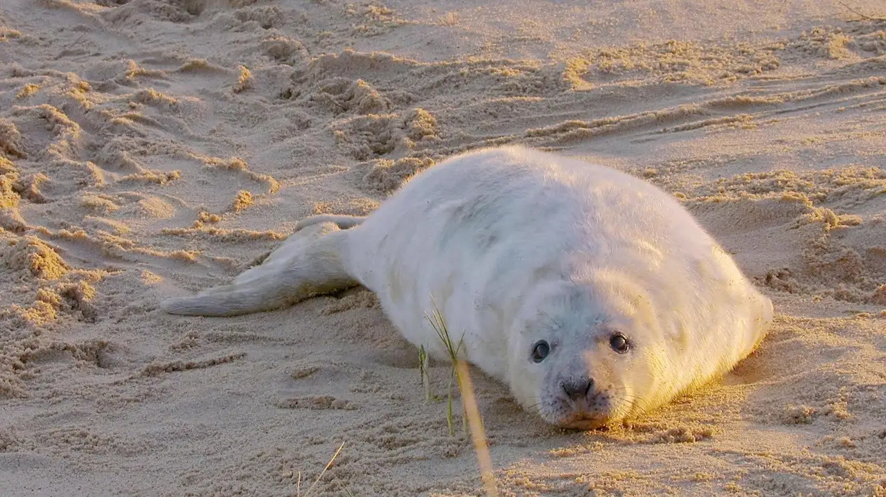 BBC Earth - The Wonderful World of Baby Animals